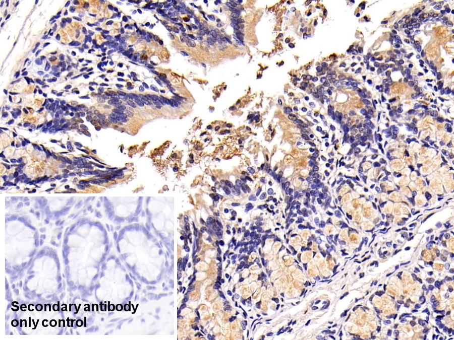 Polyclonal Antibody to Mucin 2 (MUC2)