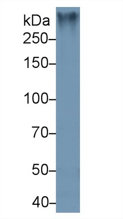 Polyclonal Antibody to Mucin 2 (MUC2)