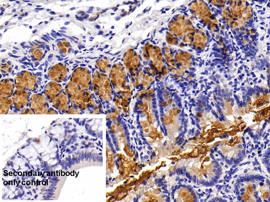 Polyclonal Antibody to Mucin 2 (MUC2)