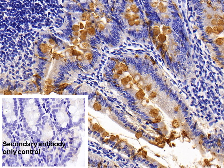 Polyclonal Antibody to Mucin 2 (MUC2)