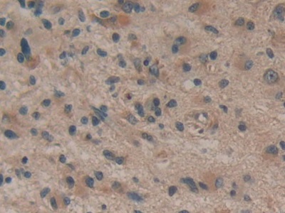 Polyclonal Antibody to Delta-Sleep Inducing Peptide (dSIP)