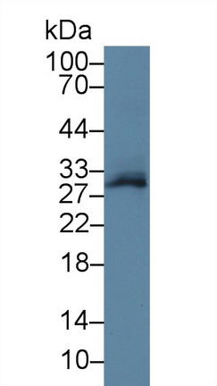 Polyclonal Antibody to Delta-Sleep Inducing Peptide (dSIP)