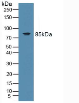 Polyclonal Antibody to Toll Like Receptor 9 (TLR9)