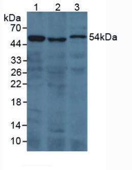 Polyclonal Antibody to Prothrombin Fragment 1+2 (F1+2)