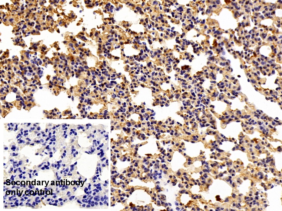 Polyclonal Antibody to Prothrombin Fragment 1+2 (F1+2)