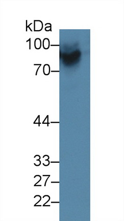 Polyclonal Antibody to Prothrombin Fragment 1+2 (F1+2)