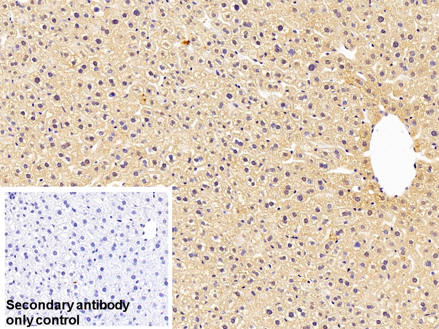 Polyclonal Antibody to Prothrombin Fragment 1+2 (F1+2)