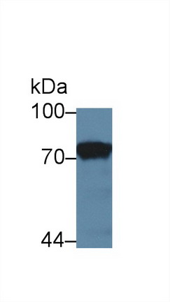 Polyclonal Antibody to Prothrombin Fragment 1+2 (F1+2)