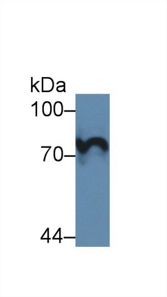 Polyclonal Antibody to Prothrombin Fragment 1+2 (F1+2)