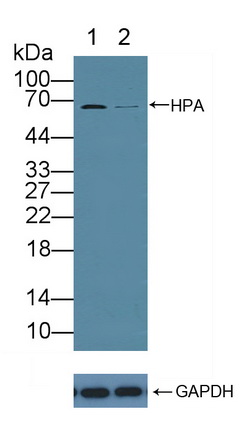 Polyclonal Antibody to Heparanase (HPSE)