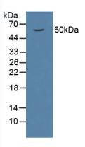 Polyclonal Antibody to Heparanase (HPSE)