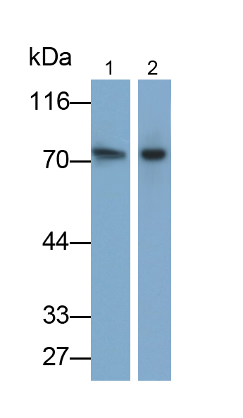 Polyclonal Antibody to Beta-Site APP Cleaving Enzyme 1 (bACE1)