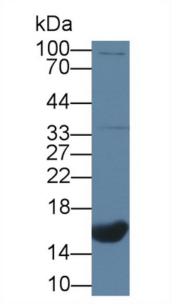 Polyclonal Antibody to C-Type Natriuretic Peptide (CNP)