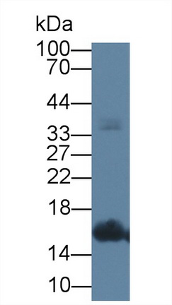 Polyclonal Antibody to C-Type Natriuretic Peptide (CNP)