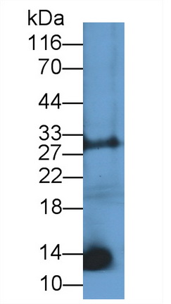 Polyclonal Antibody to C-Type Natriuretic Peptide (CNP)