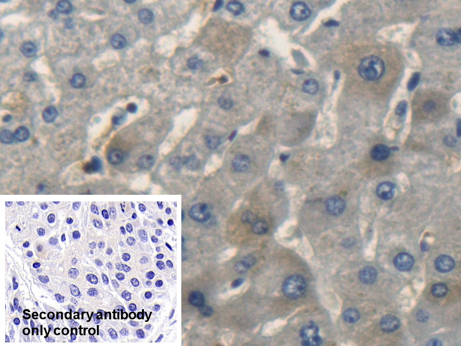 Polyclonal Antibody to C-Type Natriuretic Peptide (CNP)