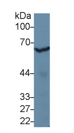 Polyclonal Antibody to Glucose 6 Phosphate Isomerase (GPI)