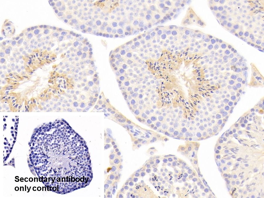 Polyclonal Antibody to Glucose 6 Phosphate Isomerase (GPI)