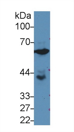 Polyclonal Antibody to Glucose 6 Phosphate Isomerase (GPI)