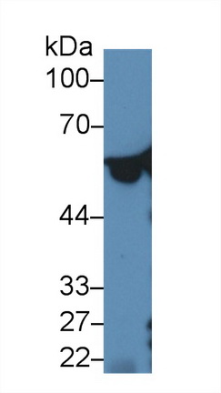 Polyclonal Antibody to Glucose 6 Phosphate Isomerase (GPI)