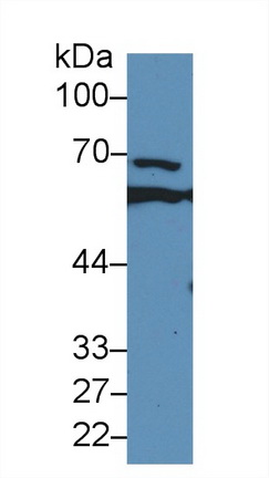 Polyclonal Antibody to Glucose 6 Phosphate Isomerase (GPI)