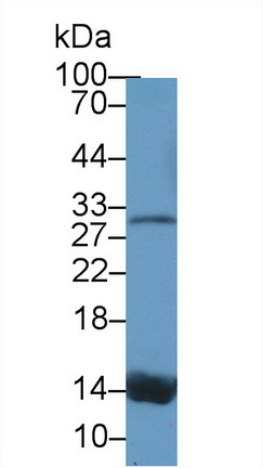 Polyclonal Antibody to Prealbumin (PALB)