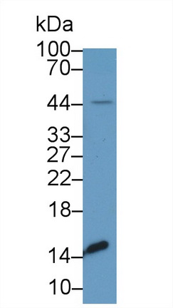 Polyclonal Antibody to Prealbumin (PALB)