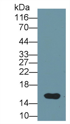 Polyclonal Antibody to Prealbumin (PALB)