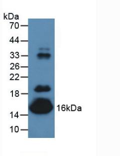 Polyclonal Antibody to Prealbumin (PALB)