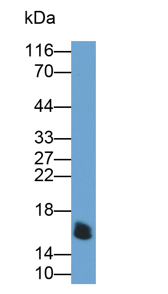 Polyclonal Antibody to Prealbumin (PALB)