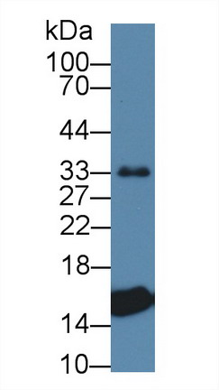 Polyclonal Antibody to Prealbumin (PALB)