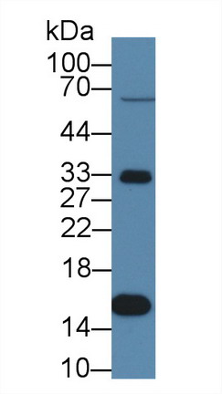 Polyclonal Antibody to Prealbumin (PALB)