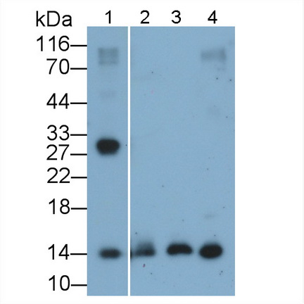 Polyclonal Antibody to Prealbumin (PALB)