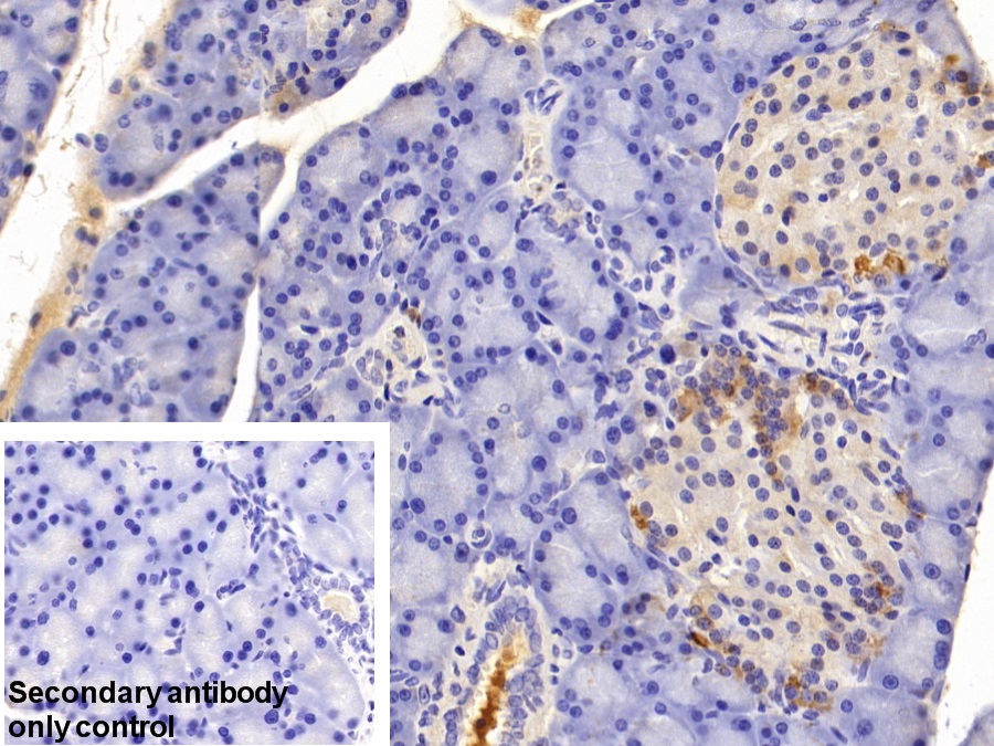 Polyclonal Antibody to Prealbumin (PALB)