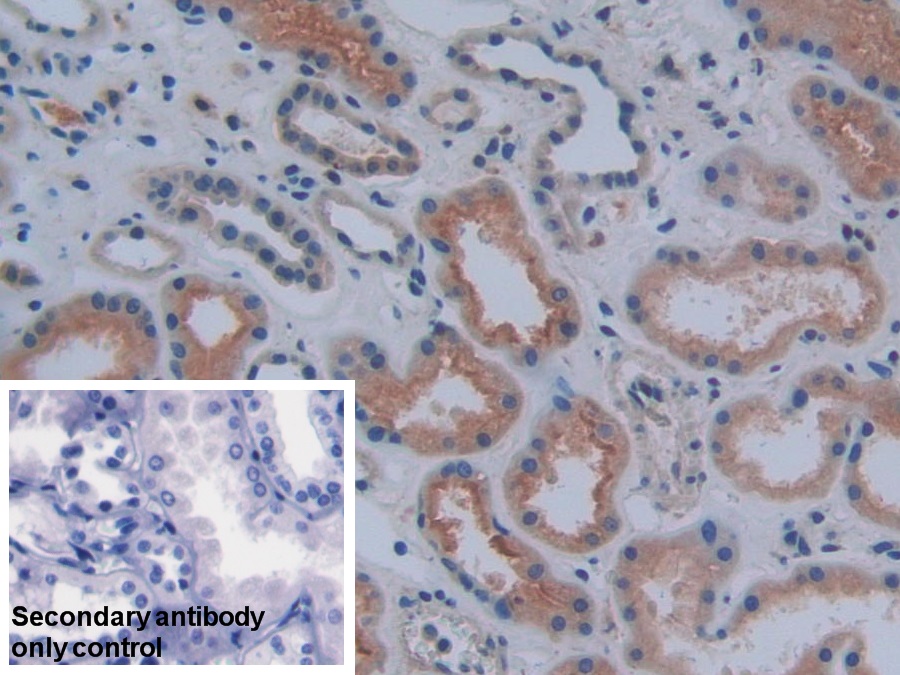 Polyclonal Antibody to Cyclooxygenase 1 (COX-1)