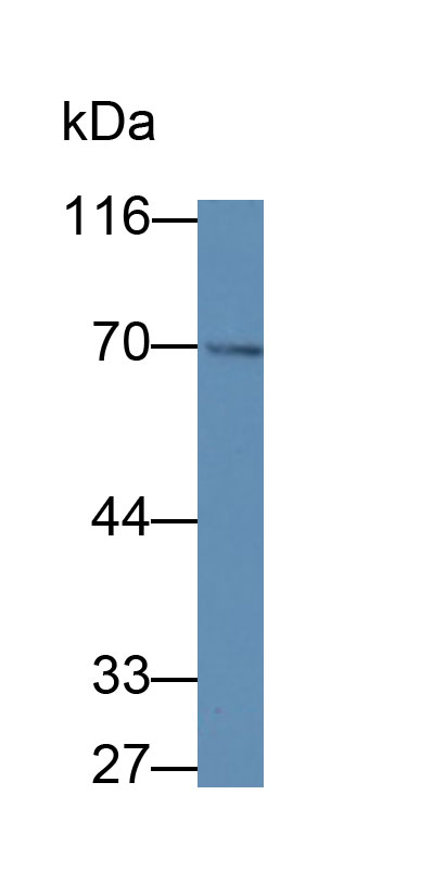 Polyclonal Antibody to Cyclooxygenase 1 (COX-1)