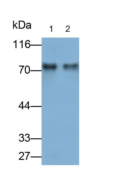 Polyclonal Antibody to Cyclooxygenase 1 (COX-1)