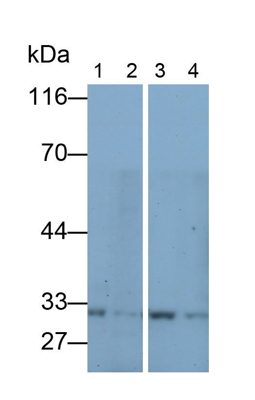 Polyclonal Antibody to Cyclin Dependent Kinase 5 (CDK5)