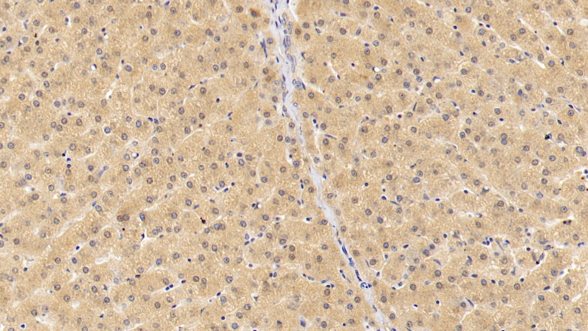 Polyclonal Antibody to Fibroblast Growth Factor 23 (FGF23)