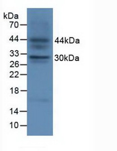 Polyclonal Antibody to Fibroblast Growth Factor 23 (FGF23)