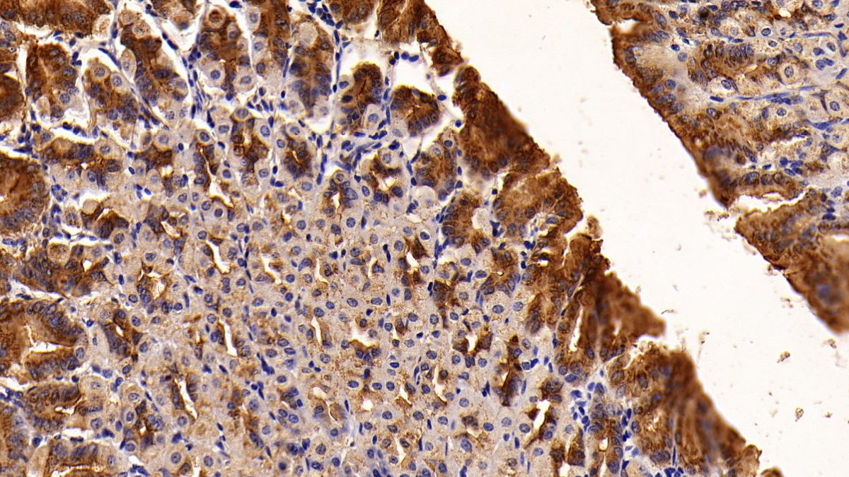 Polyclonal Antibody to Trefoil Factor 2 (TFF2)