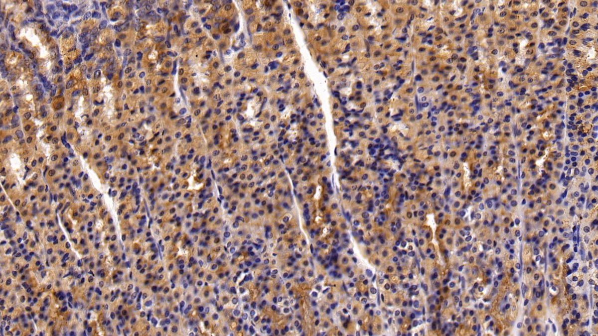 Polyclonal Antibody to Trefoil Factor 2 (TFF2)