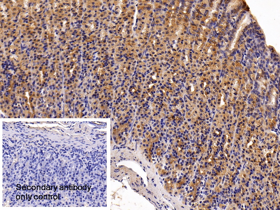 Polyclonal Antibody to Trefoil Factor 2 (TFF2)