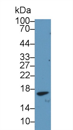 Polyclonal Antibody to Trefoil Factor 2 (TFF2)