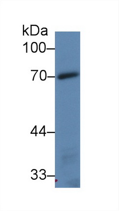 Polyclonal Antibody to Toll Like Receptor 4 (TLR4)