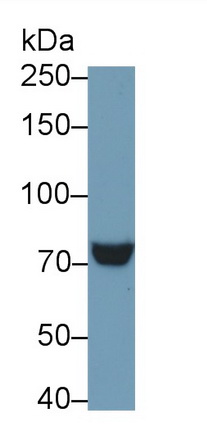 Polyclonal Antibody to Toll Like Receptor 4 (TLR4)