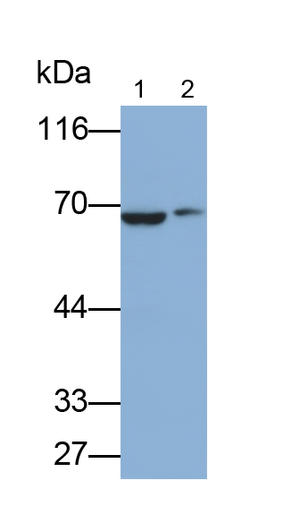 Polyclonal Antibody to Toll Like Receptor 4 (TLR4)