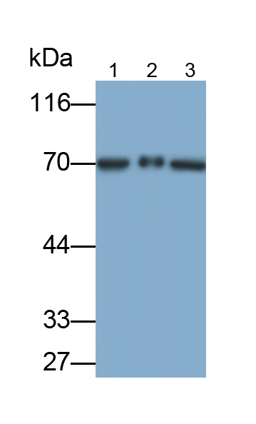 Polyclonal Antibody to Toll Like Receptor 4 (TLR4)