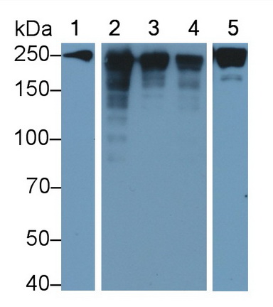 Polyclonal Antibody to Myosin Heavy Chain 1 (MYH1)