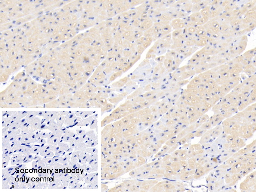 Polyclonal Antibody to Forkhead Box Protein O3 (FOXO3)